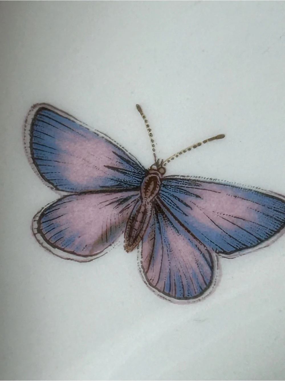 4 PORTMEIRON BOTANIC GARDEN Crescent Salad Plate Floral Butterflies Leaf Rim